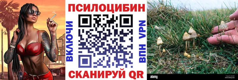 купить   Майский  Псилоцибиновые грибы Psilocybine cubensis 
